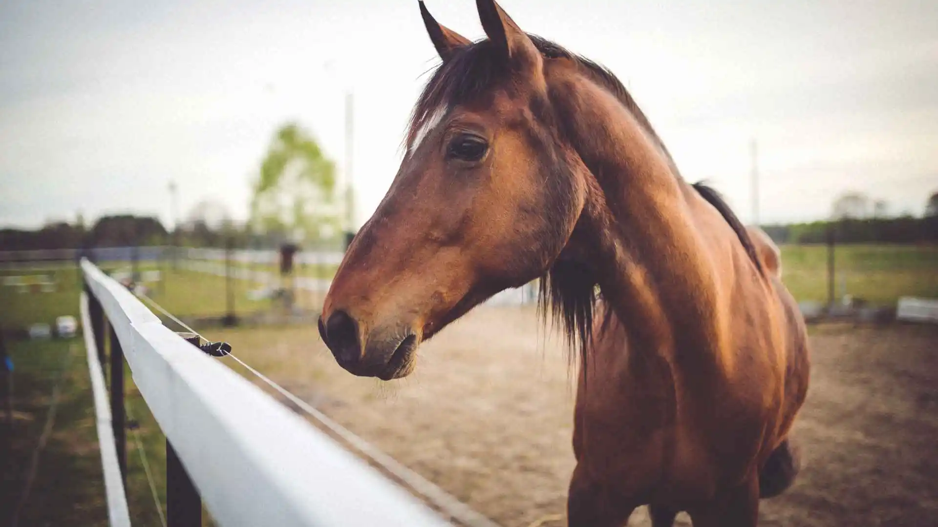 Home horses for sale