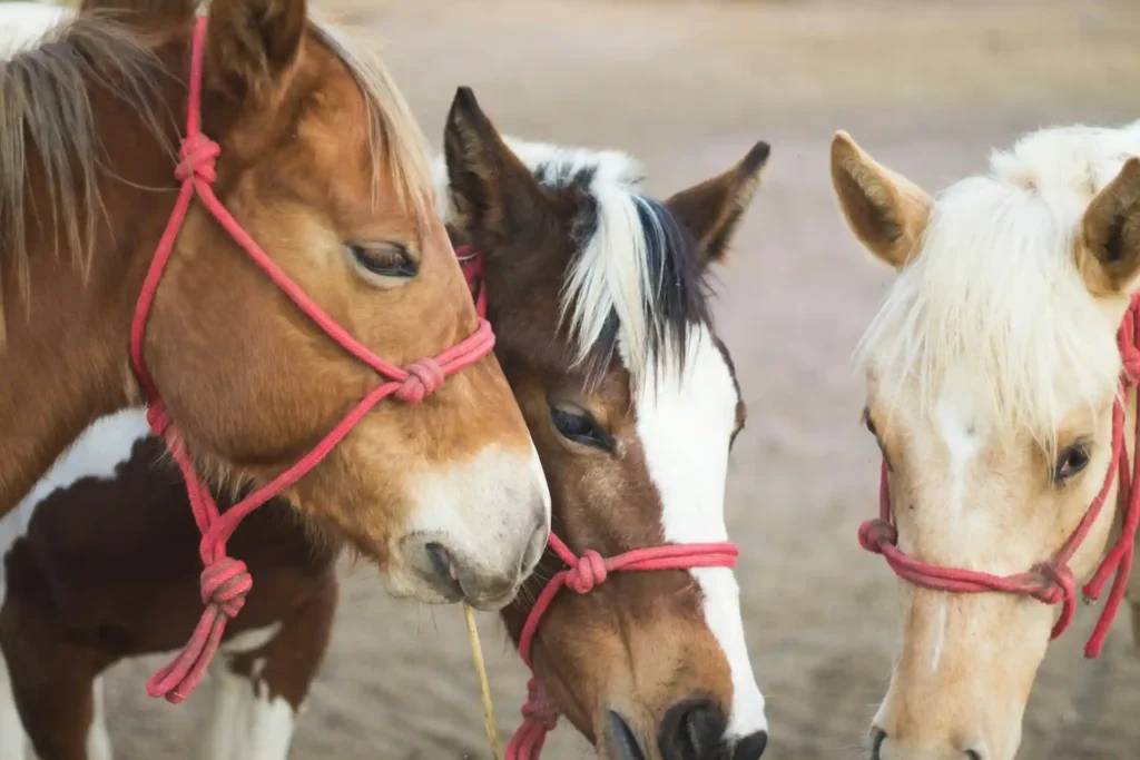 How horse lessons can improve student focus and academic performance? equus-coaching