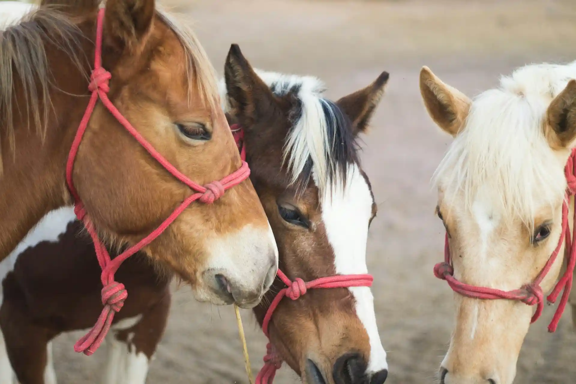Blog equus-coaching