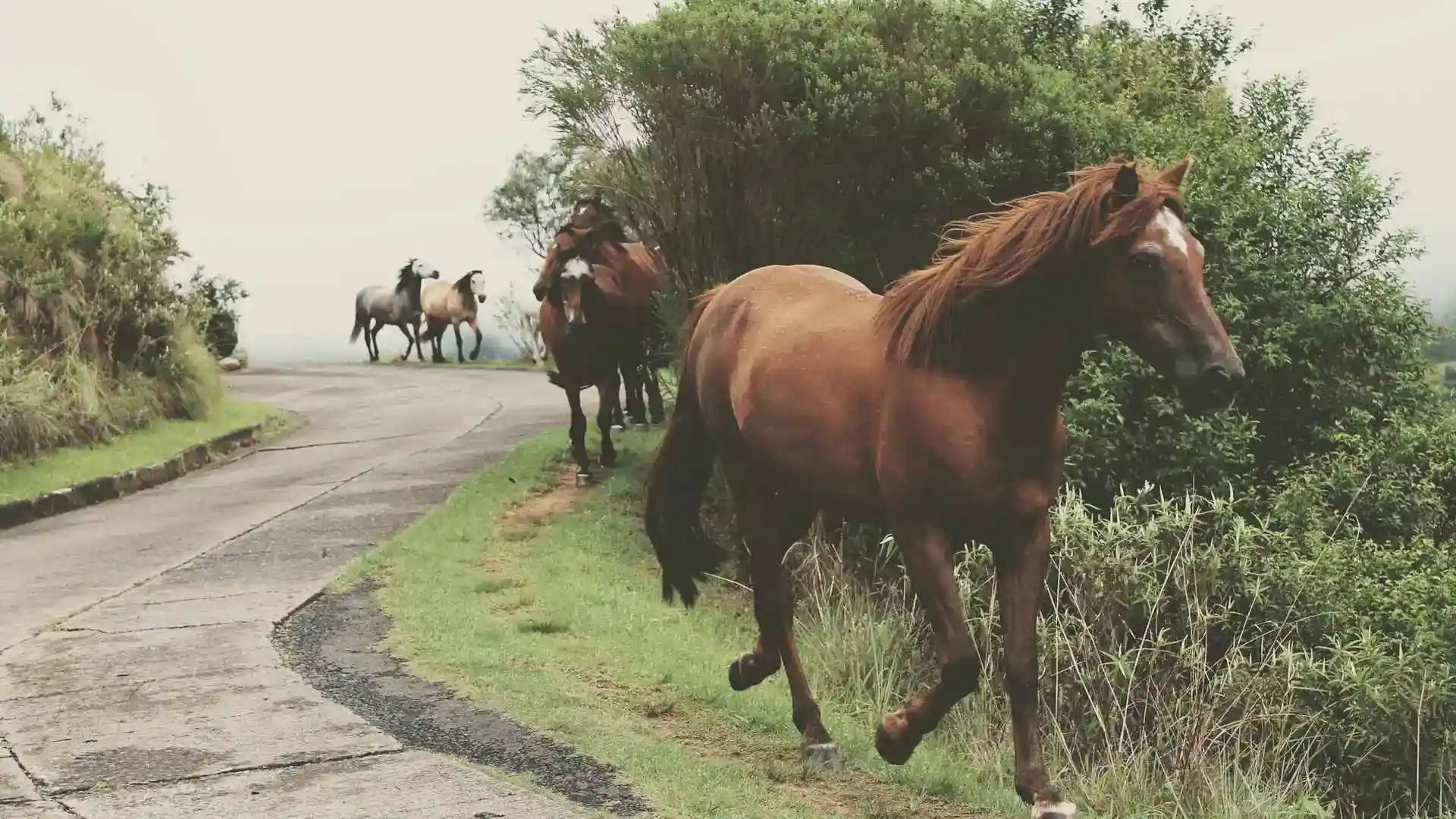 Home san-diego-trail-company-equus-coaching