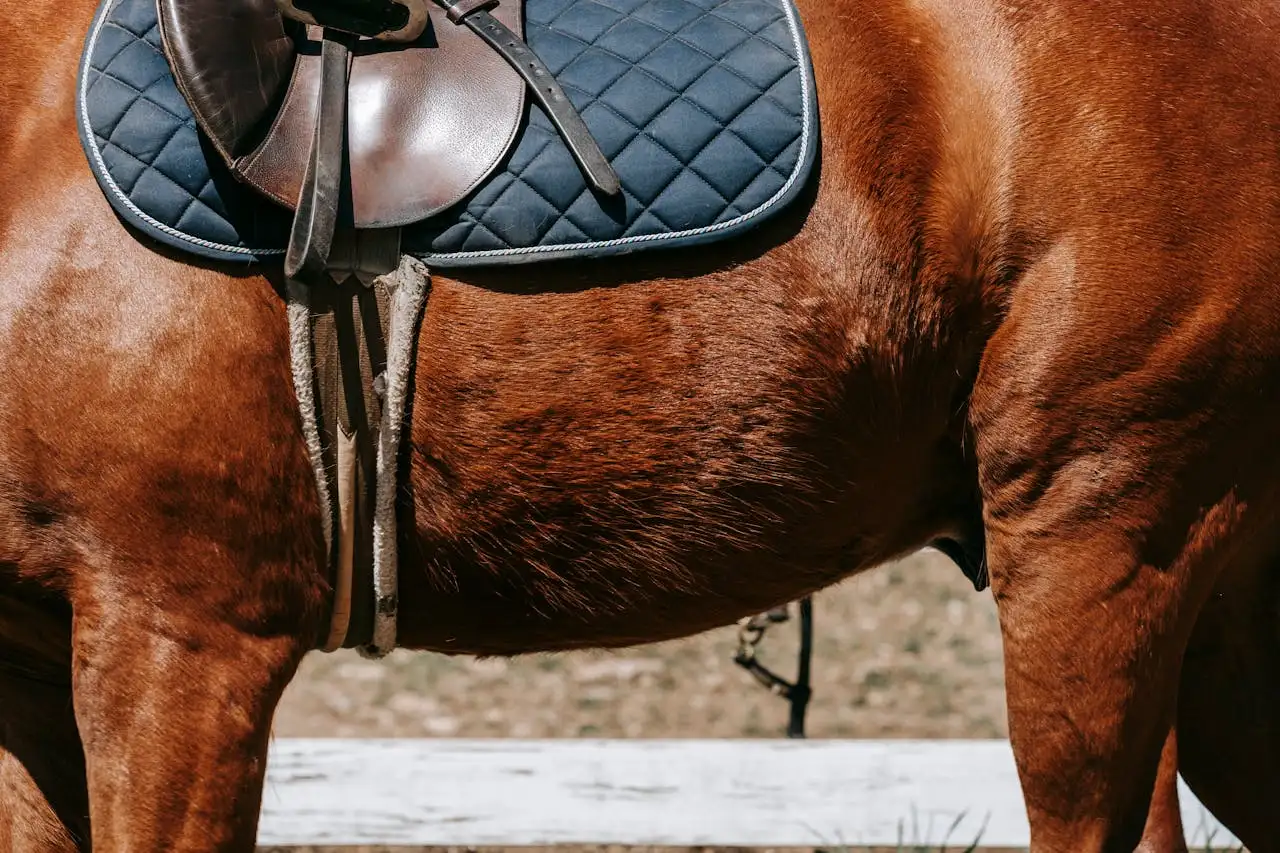 Blog horseback riding near me in San Diego